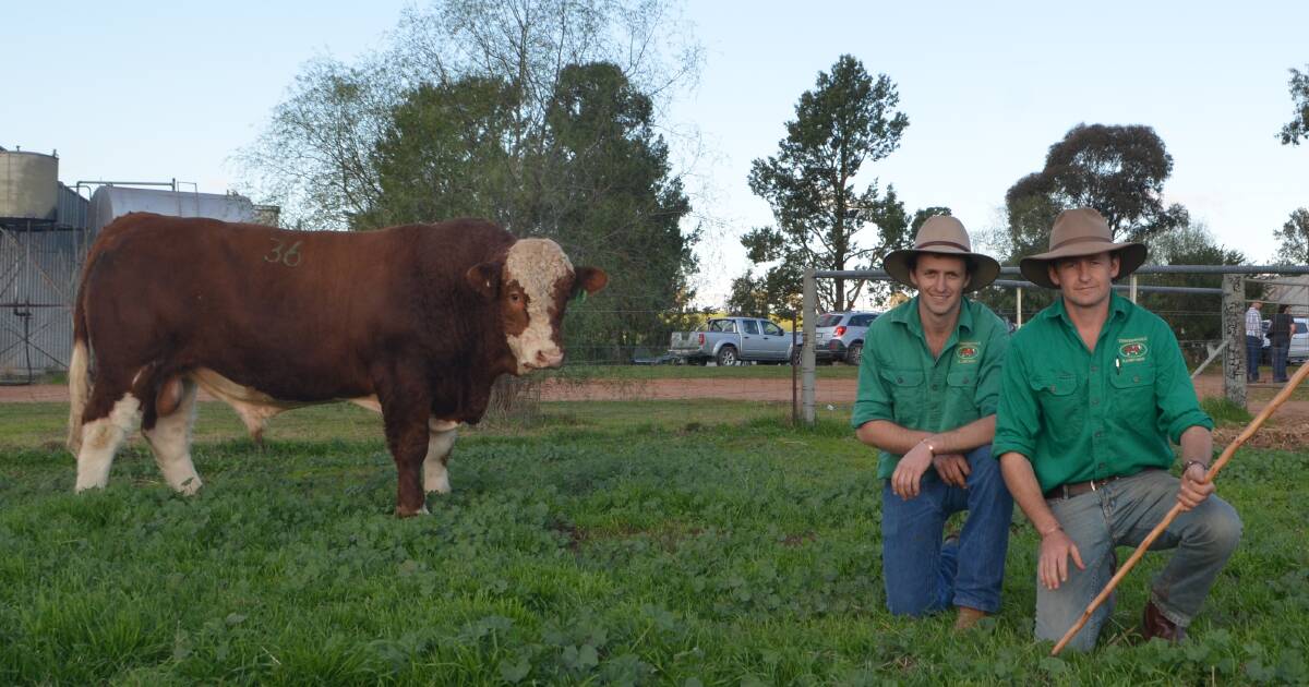 Tennysonvale Lets sold for $11,000 to Brett Nobbs. Nobbs Cattle Co, Duaringa, Qld, with Nathan and Jared Baldry. Mr Nobbs has been a longterm client of Tennysonvale.