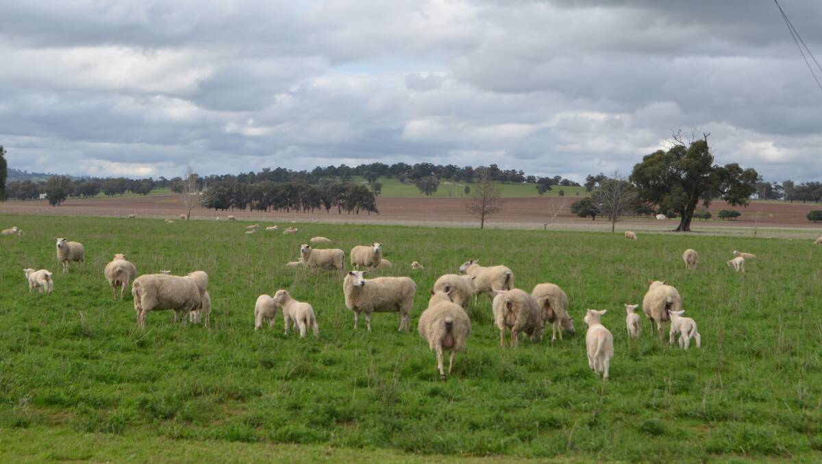 Crossbred ewes with lambs in the Riverina