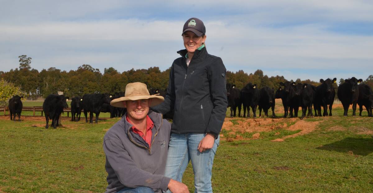 Murk and Kate Schoen, with a draft of their mixed-age Angus matrons, recipient cows in their embryo transplant operation. “It is the only breed I can see which has a really viable future,” Mrs Schoen said.