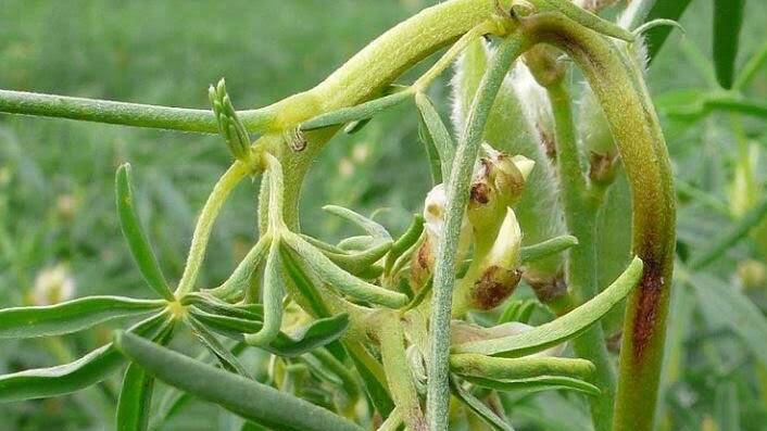 Disease: A lupin plant imapcted by fungal disease anthracnose. Photo: supplied