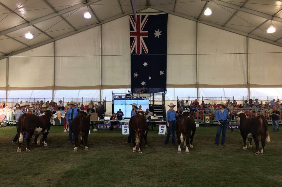 Strong entries anticipated, as the Herefords return as the feature breed for 2018, 14 years after they were last showcased in 2004. Photo from Herefords Australia. 