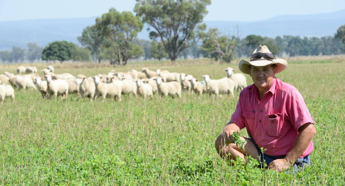 Garry Amos, "Corana", Cowra in a lucerne paddock grazing a July 2016 drop. Mr Amos said a hot market and good pasture conditions had set him up to capitalise on lambing season this month. 
