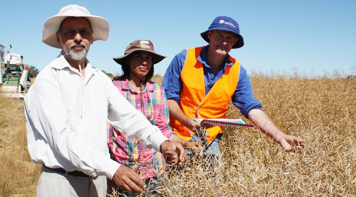 TRIAL INROADS: Researchers Drs Harsh and Rosy Ram, with DPI technical officer Ollie Owen, inspect canola field trails before harvest.