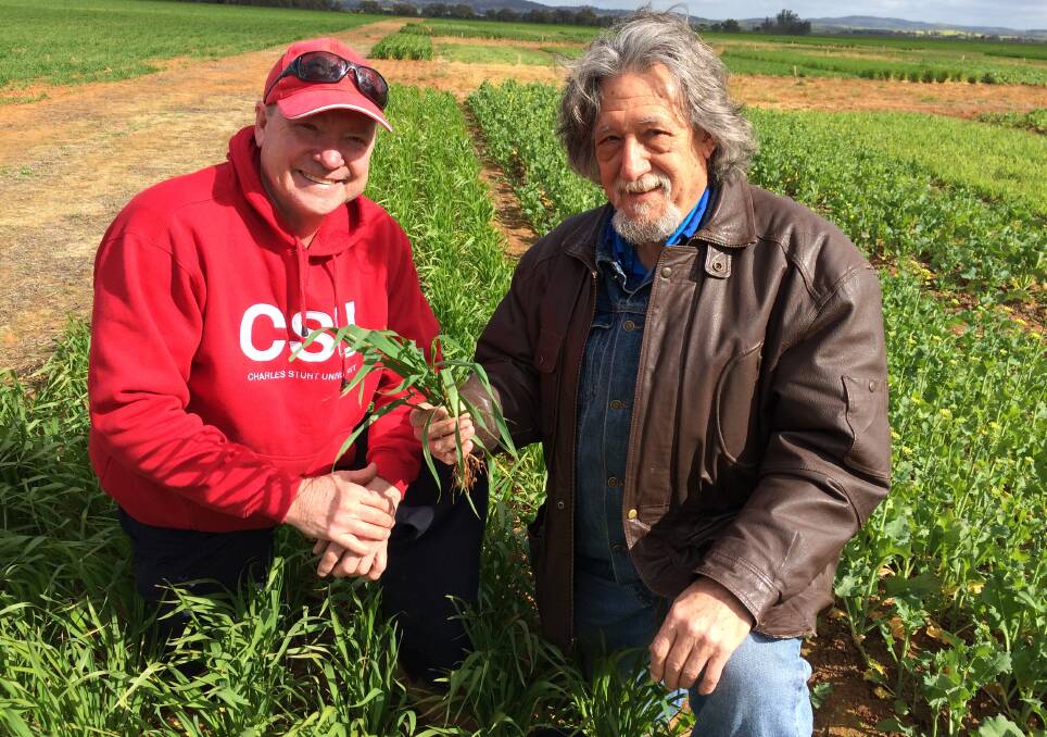 FOCUS ON ANSWERS: Technical officer with the Graham Centre, Graeme Heath and Dr William Brown, a senior research fellow inspect field trials on Coolamon Road. Picture: Nikki Reynolds 