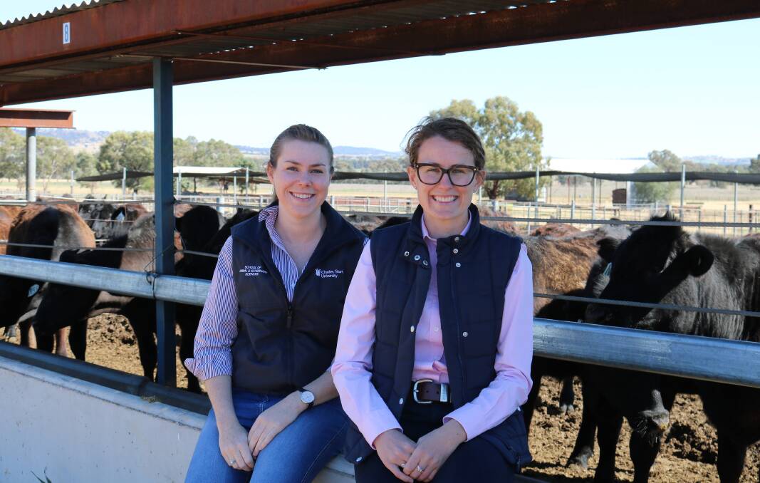 PROMISING OPTIONS:  Emma Lynch and Ms Jessica Hardie investigate the benefits of using canola meal as a feed in beef cattle enterprises. 