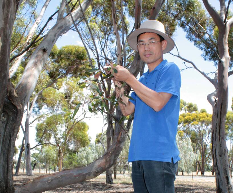 NATURAL SOLUTION: Department of Primary Industries (DPI) scientist, Dr Hanwen Wu, investigates the potential of eucalyptus essential oil to control weeds.