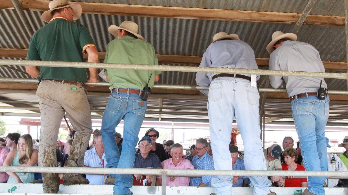 ON THE CATWALK: Livestock agents sell the lots at the Wagga Livestock Marketing Centre. 
