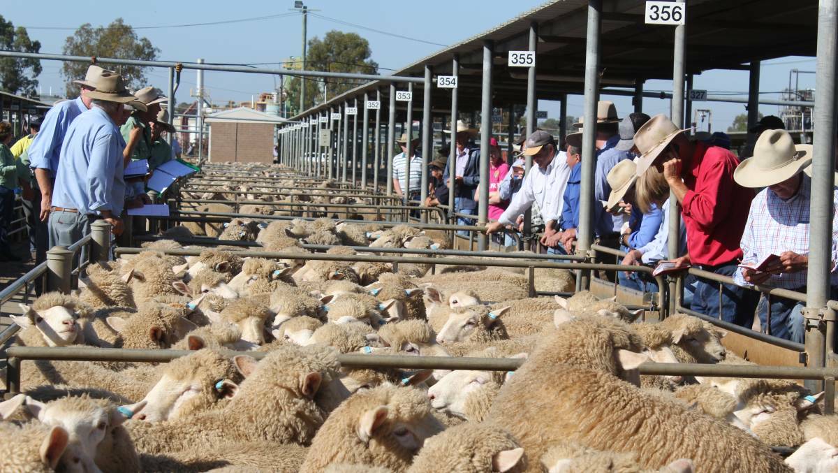 MARKET MATTERS: Livestock agents, vendors and buyers are pictured at the Wagga sheep and lamb sale. Picture: Nikki Reynolds 