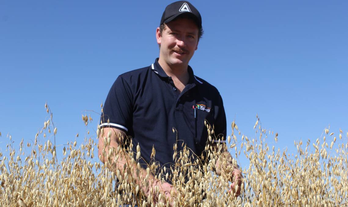 REWARDING CAREER PATH: Riverina Co-op agronomist Tim Tarlinton inspects a crop of oats near Wagga. Tim is a finalist in the Young Agronomist of the Year. Picture: Nikki Reynolds