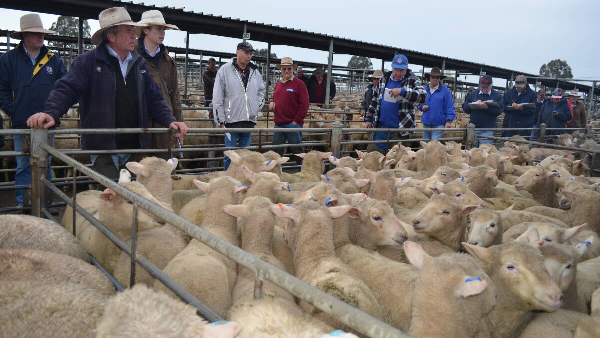 Livestock agents, vendors and buyers at the rail during the Wagga sheep and lamb sale. Picture: Nikki Reynolds 