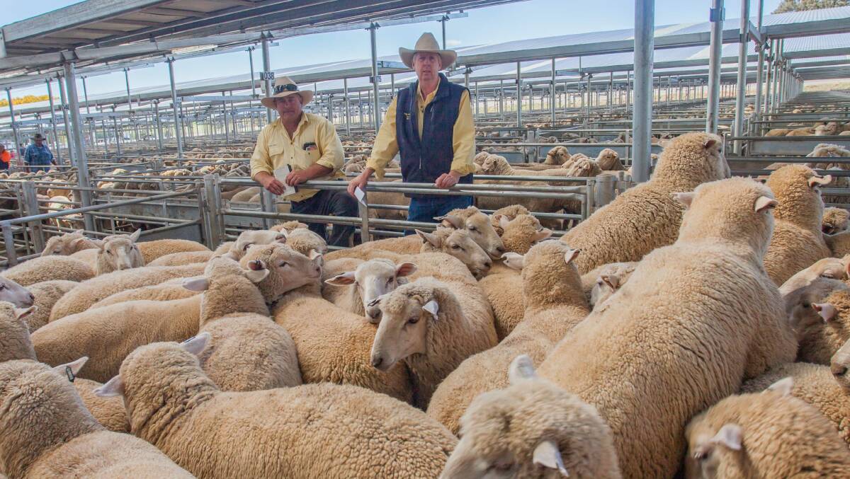 COMPETITION BOOST:  David Smith and Garry Apps of Ray White Livestock, Boorowa, pictured with cross bred lambs which made $187.