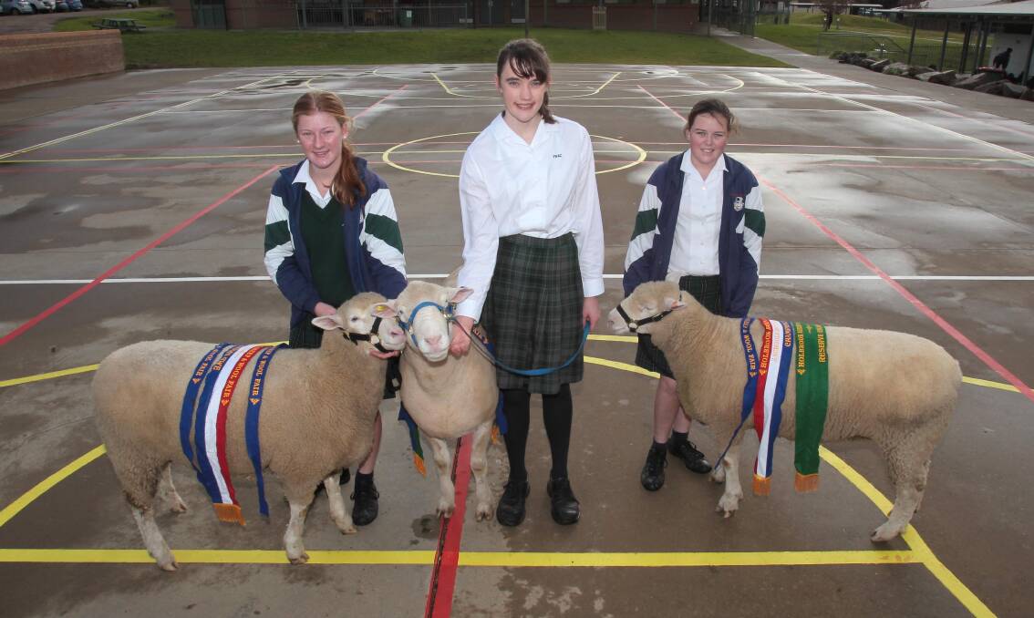 WINNING BLOODLINES: The Riverina Anglican College students Lucy Webb, 15, Georgia Leah, 16, and Eliza Turton, 16  with their Poll Dorsets. Picture: Les Smith