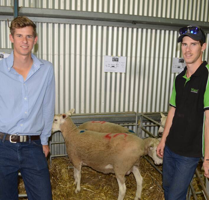 QUALITY ABOUNDS: Mason and Jordan Galpin, "Warrawindi", Penola, South Australia, with a selection of the 14 Border Leicester ewes they purchased.