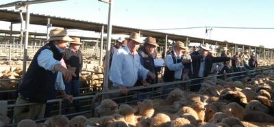 Livestock agents sell the lots at the Wagga sheep and lamb sale.