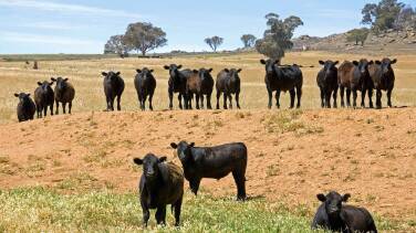 DEADLINE LOOMS: Producers are urged to lodge stock returns. 