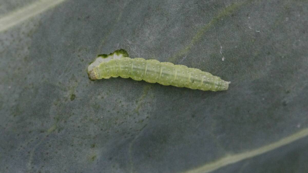 PEST: The Diamondback moth larva. Picture: P Zhu