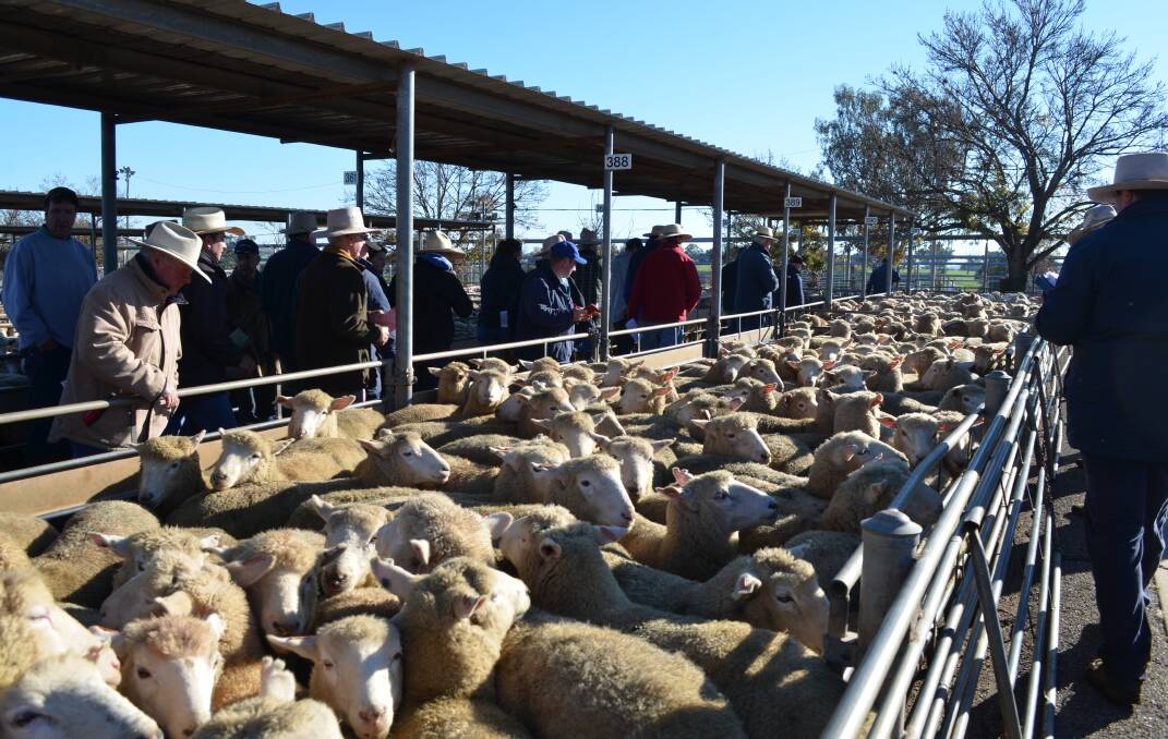 MEETING THE MARKET: Buyers, vendors and livestock agents gather at the Wagga Livestock Marketing Centre for the sheep and lamb sale. 