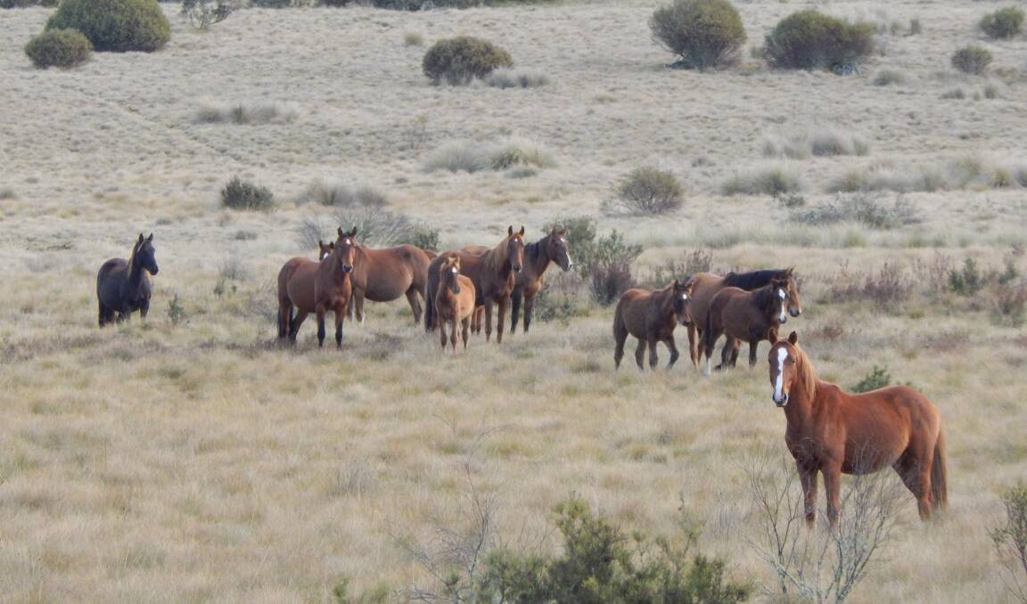 HERITAGE WORTH KEEPING: Brumbies graze at Lone Plain. This photo was taken by Temora agronomist Andrew Lockley a couple of weeks ago. 