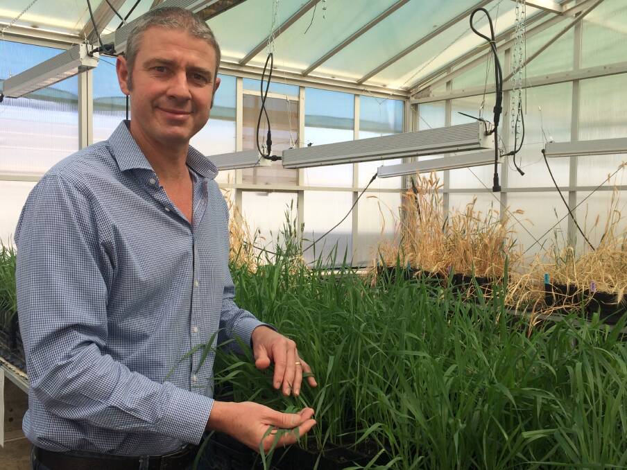CROP FOCUS: Dr Andrew Milgate of NSW Department of Primary Industries inspects some glasshouse wheat plants. Picture: Nikki Reynolds 