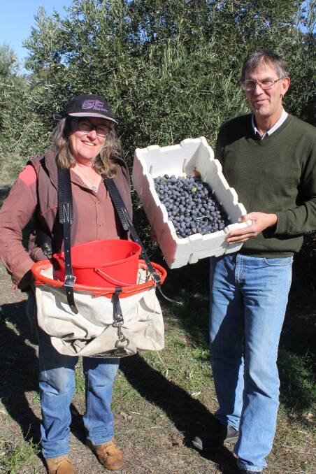 Picking of olives at "Kallewanda" near Wagga in southern NSW