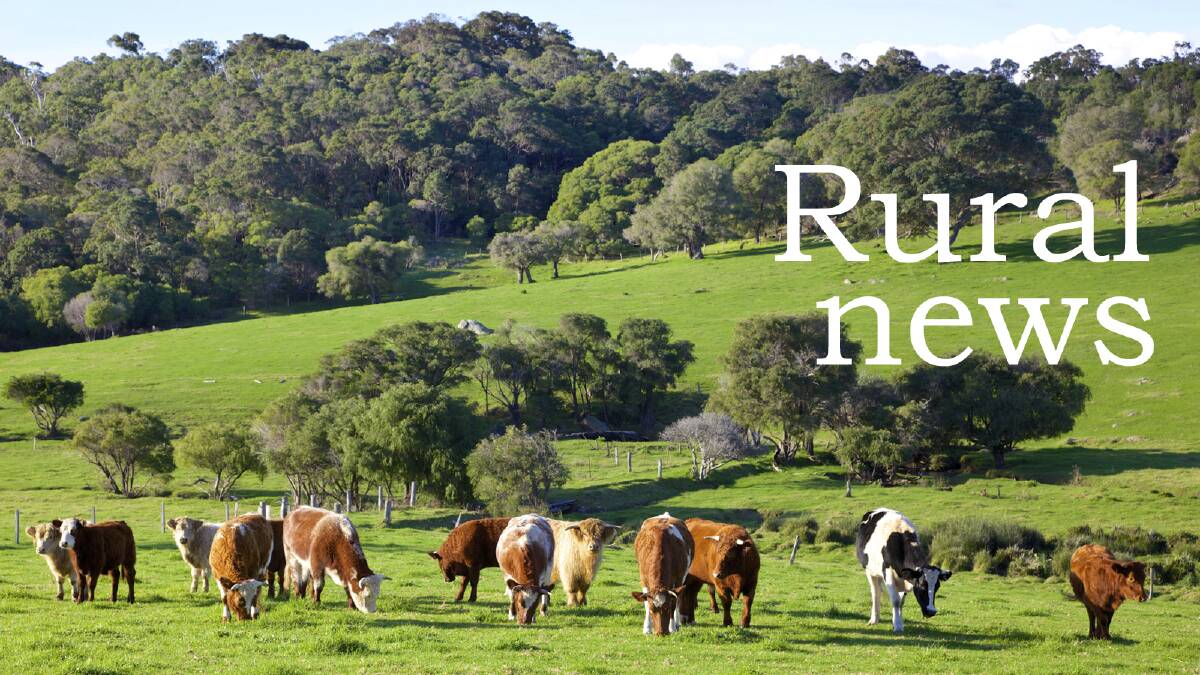 NSW weekly cattle summary | February 26 2015