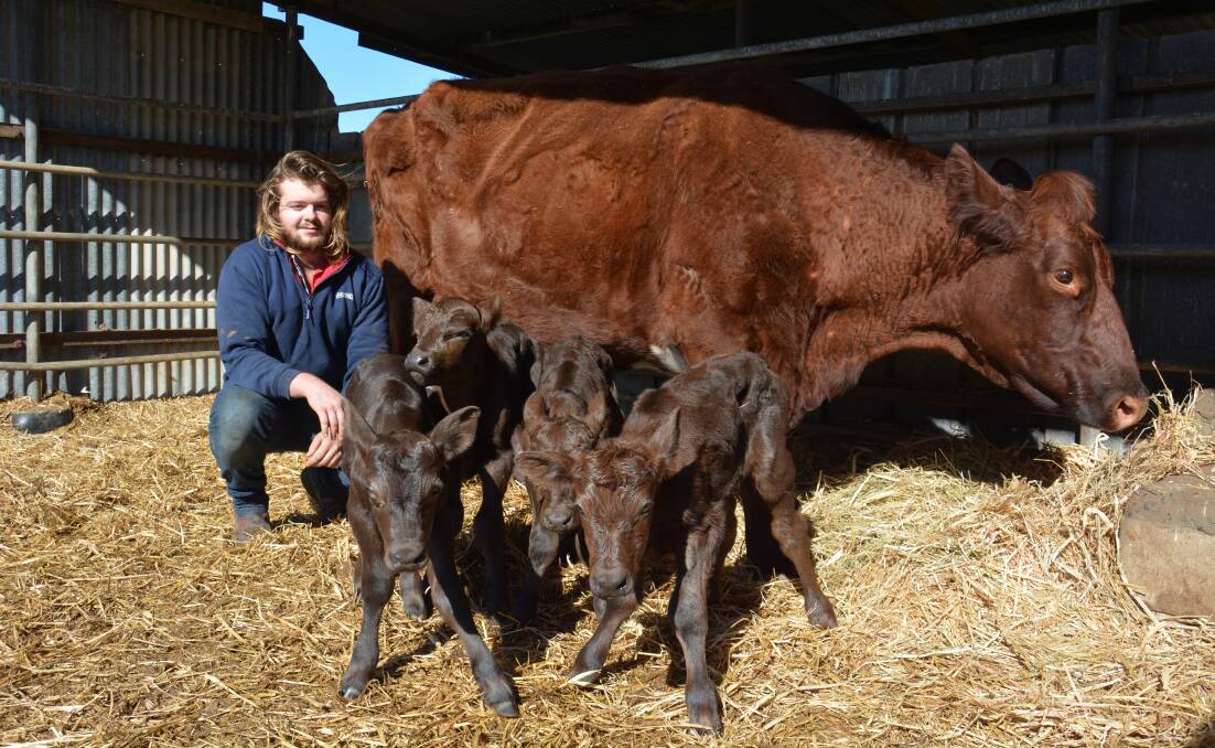 Jervois dairy farmer Rupert Gazzola checks on his 12-hour-old quadruplet Illawarra-Murray Grey cross calves.