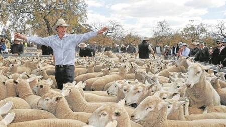 Riverina Livestock Agents (RLA) auctioneer James Tierney sells the lots.