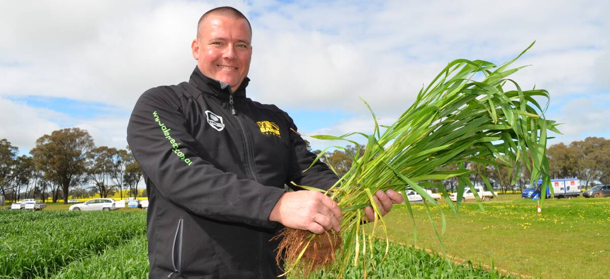 YIELD TOPPER: Ashley Fraser of Baker Seed Company, Rutherglen, Victoria shows a new dual-purpose wheat variety. Picture: Nikki Reynolds 