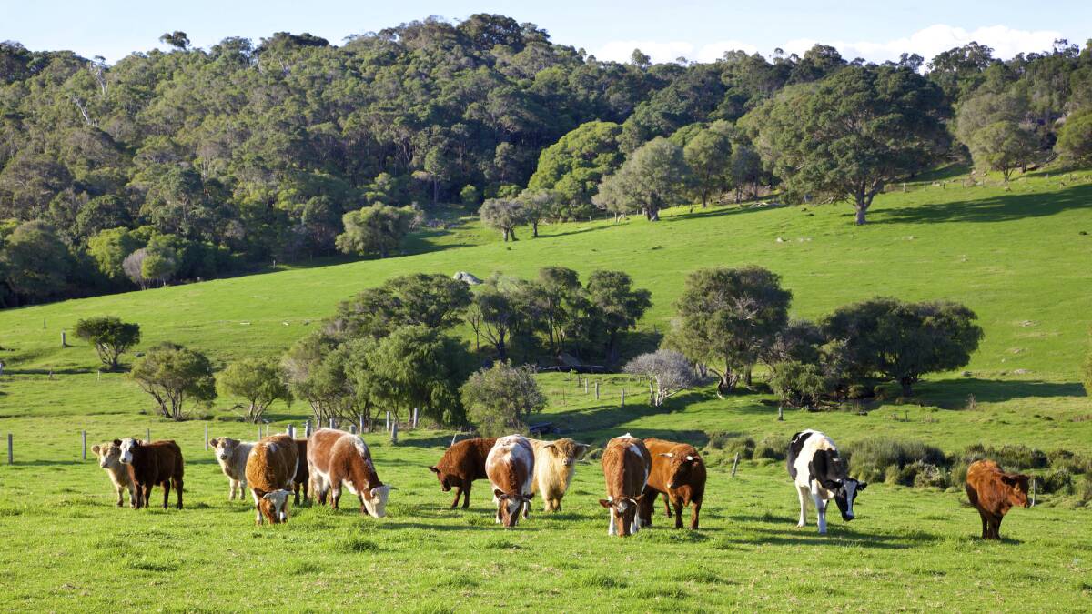 Yearling steers to processors fall by 10c/kg
