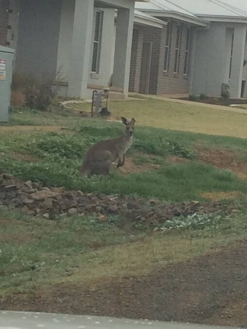 This kangaroo was spotted in Tatton on June 26.
