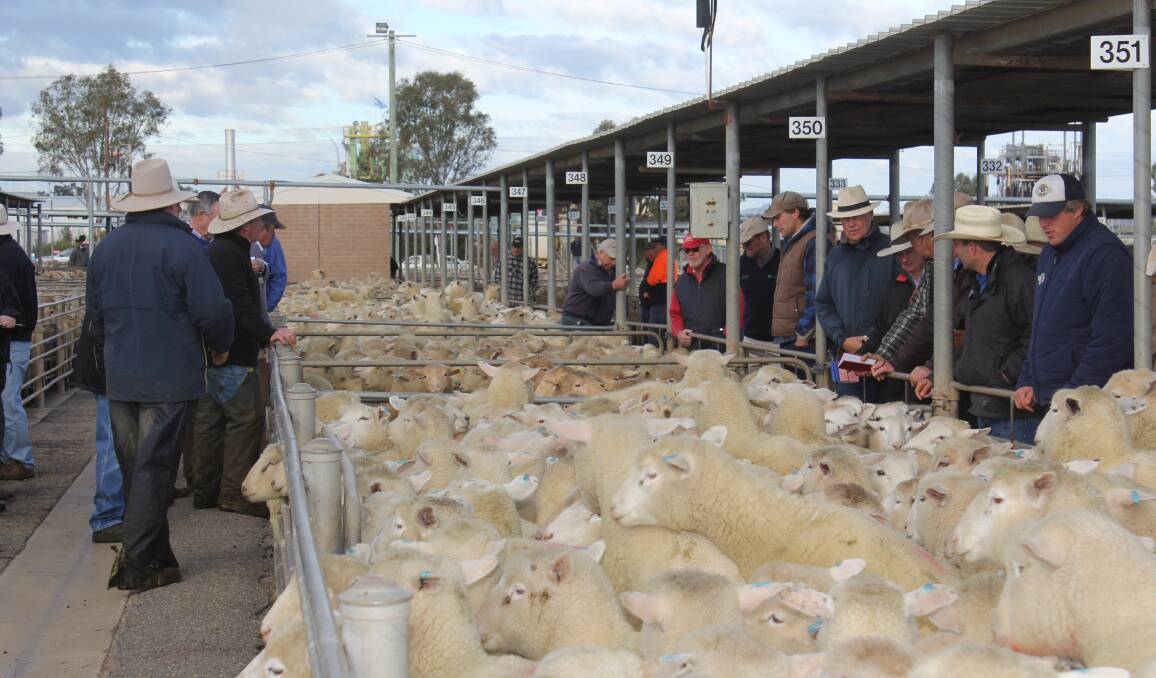 ACCEPTING BIDS: Buyers, vendors and livestock agents are pictured at the Wagga Livestock Marketing Centre for the sheep and lamb auction. Picture: Nikki Reynolds 