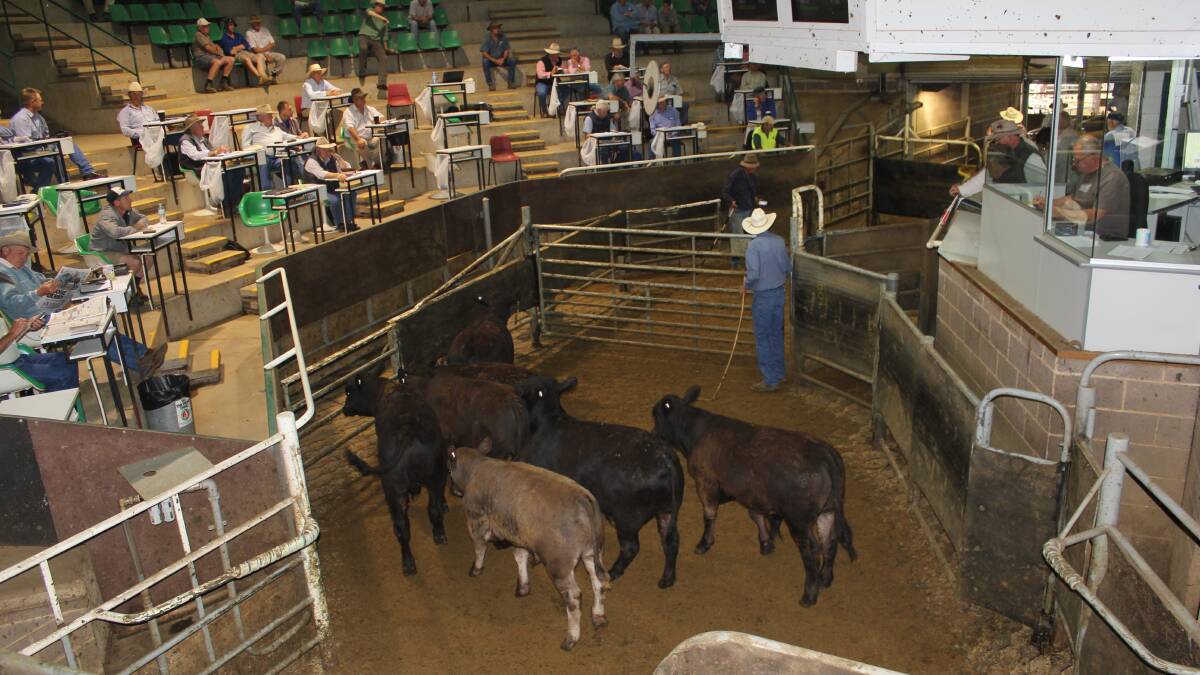 HAMMER FALLS: Cattle go through the selling ring at the Wagga Livestock Marketing Centre.