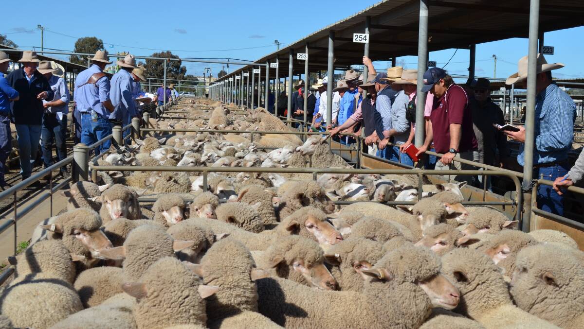 DRY TIMES: Big numbers of sheep and lambs go under the hammer at the Wagga sheep and lamb sale on Thursday. Picture: Nikki Reynolds 
