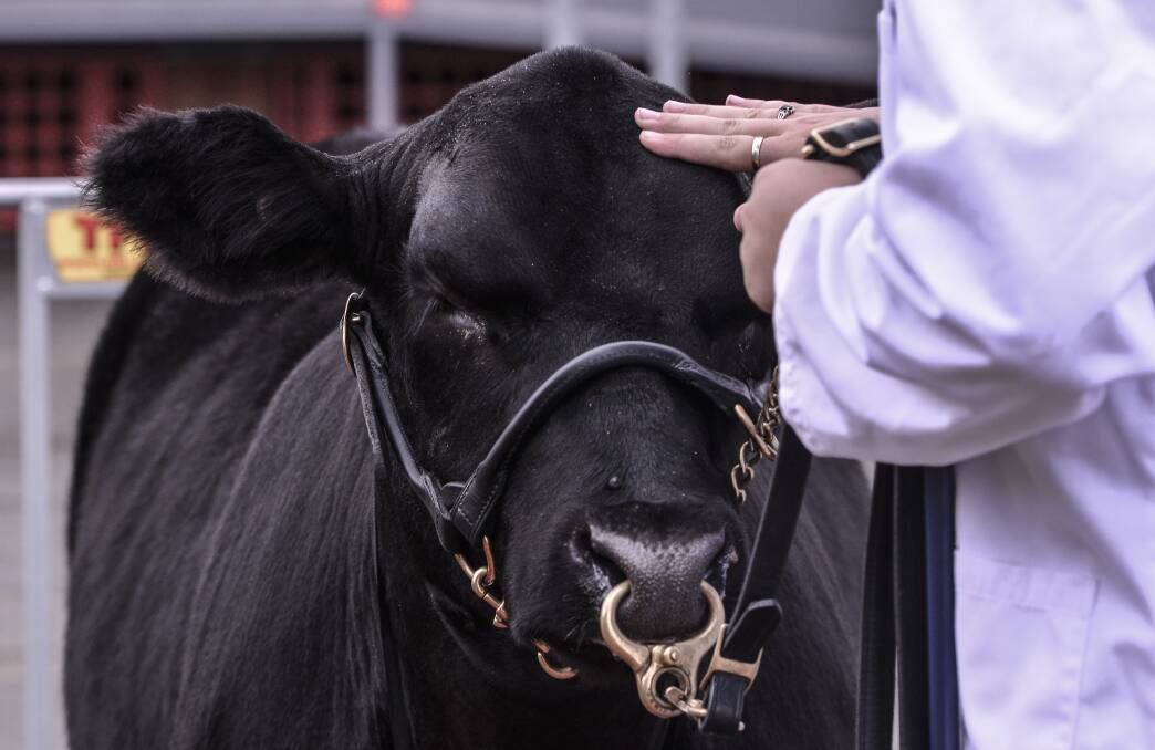 WINNING WAYS: The top steer called Fillet is pictured at the Sydney Royal Easter Show earlier this year. 