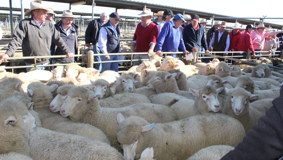 Suckers go under the hammer at the Wagga market. Picture: Nikki Reynolds