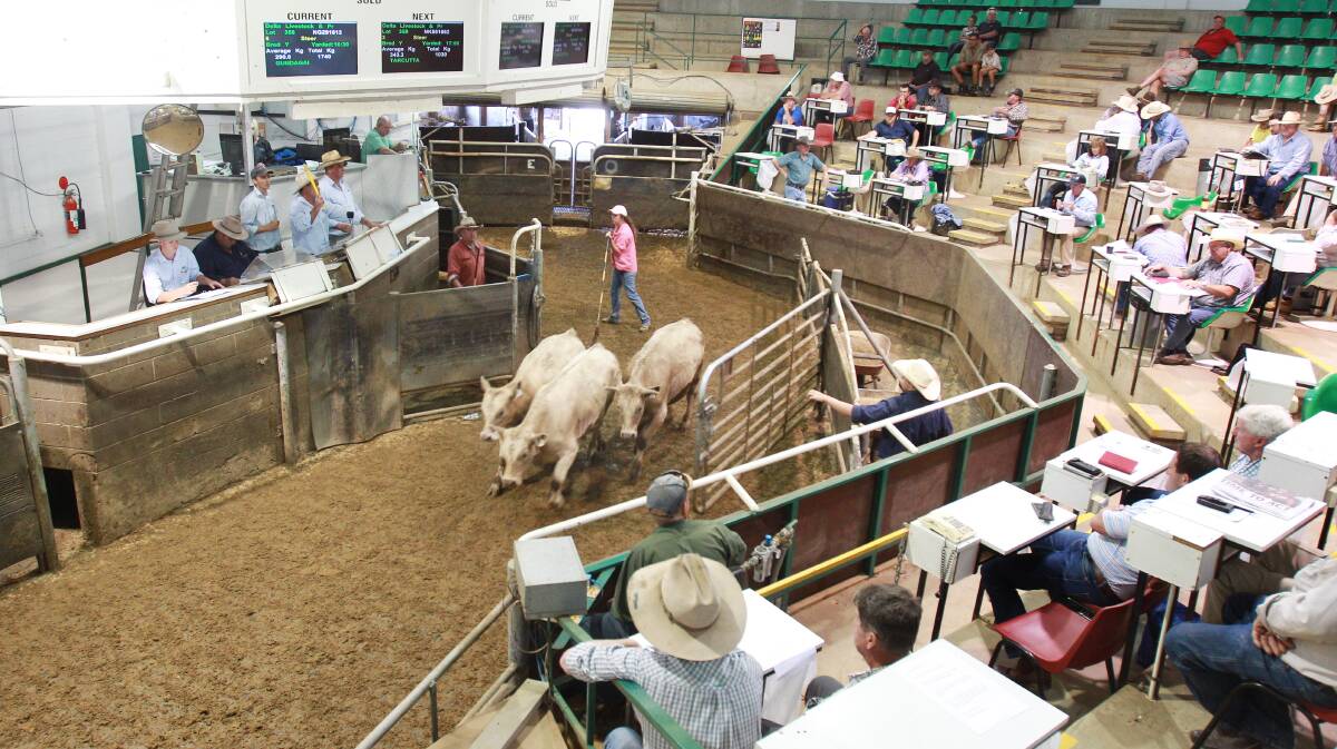 MARKET COMPETITION: The atmosphere from Wagga's cattle sale at the livestock marketing centre. 