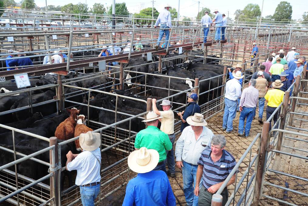TAKING STOCK: Buyers, livestock agents and vendors are pictured during the sale of the store pens at the Wagga Livestock Marketing Centre. 