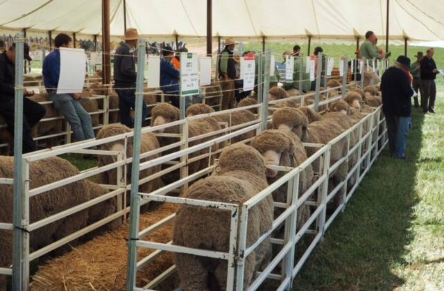MEET THE MARKET: The catalogue of rams at Broula on-property sale go under the hammer during the auction. 