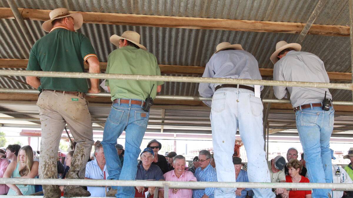 TAKING THE BIDS: Livestock agents and auctioneers are on the catwalk at the Wagga Livestock Marketing Centre. Picture: Nikki Reynolds 