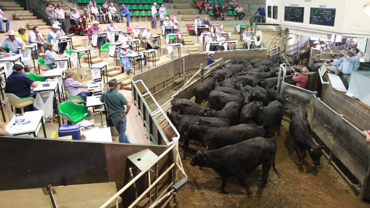 RINGSIDE: Buyers, livestock agents and vendors are pictured at the Wagga Livestock Marketing Centre for the cattle sale. 