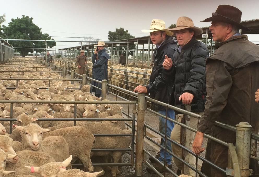 TAKING THE BIDS: The team from Riverina Livestock Agents are at the rail during the Wagga sheep and lamb sale. 