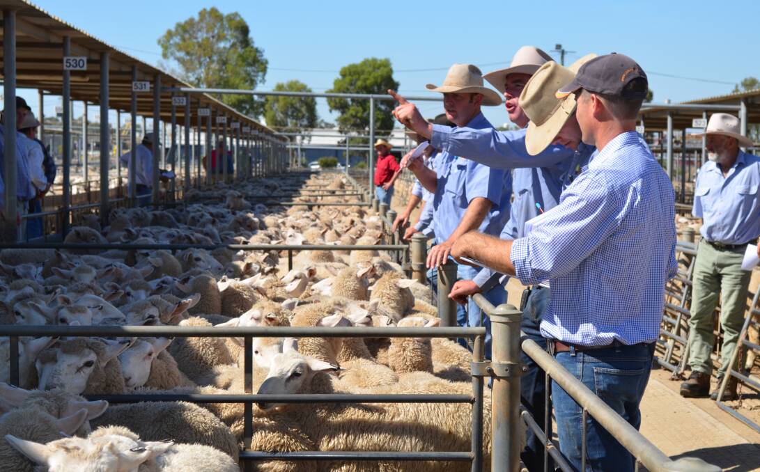 A COMPETITIVE MARKET: Lievstock agents and auctioneers are pictured at the rail during the Thusday sheep and lamb sale in Wagga. Picture: Nikki Reynolds 