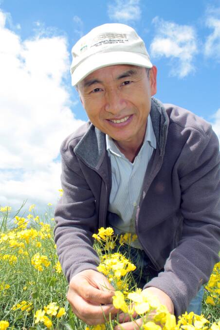 NSW DPI principal research scientist and project leader, Guangdi Li inspects a canola crop. 