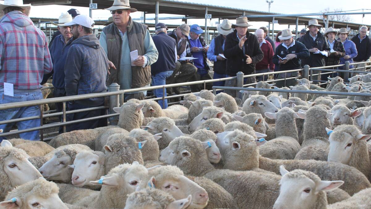 Buyers at the rail during the Wagga sheep and lamb sale. Picture: Nikki Reynolds 
