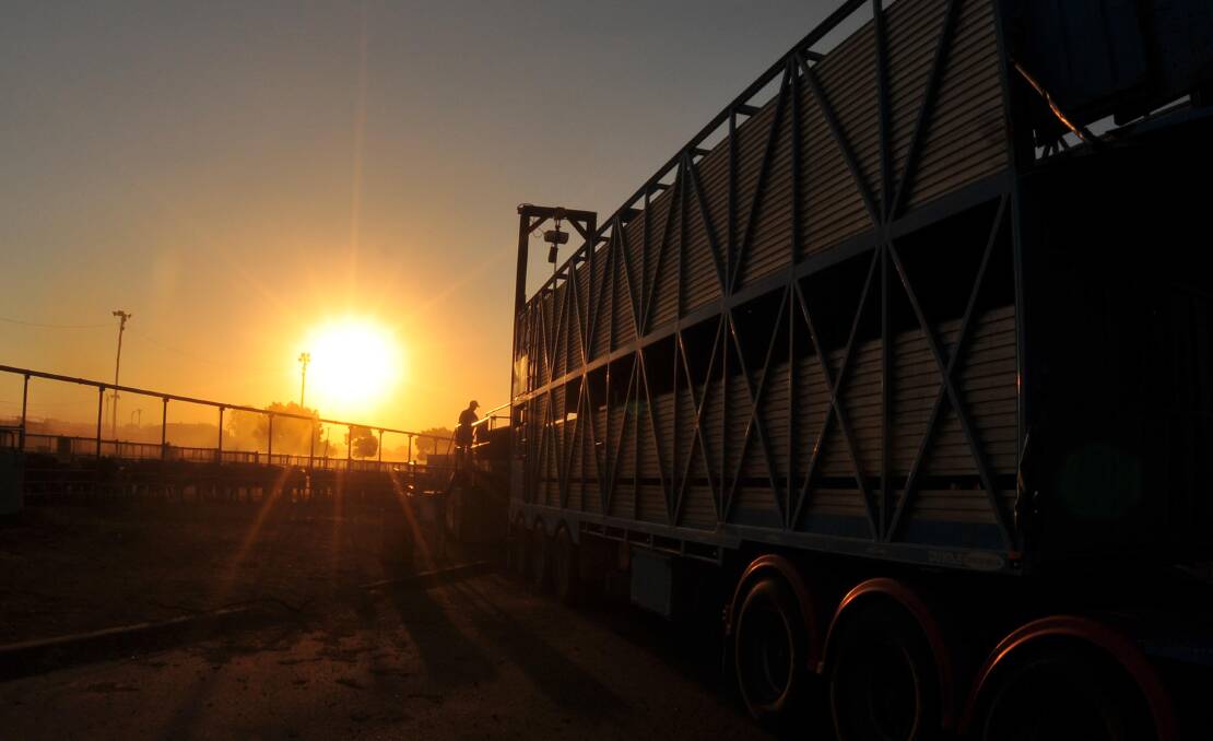 A NUMBERS GAME: Cattle trucks roll in at the Wagga Livestock Marketing Centre for the cattle sale. 