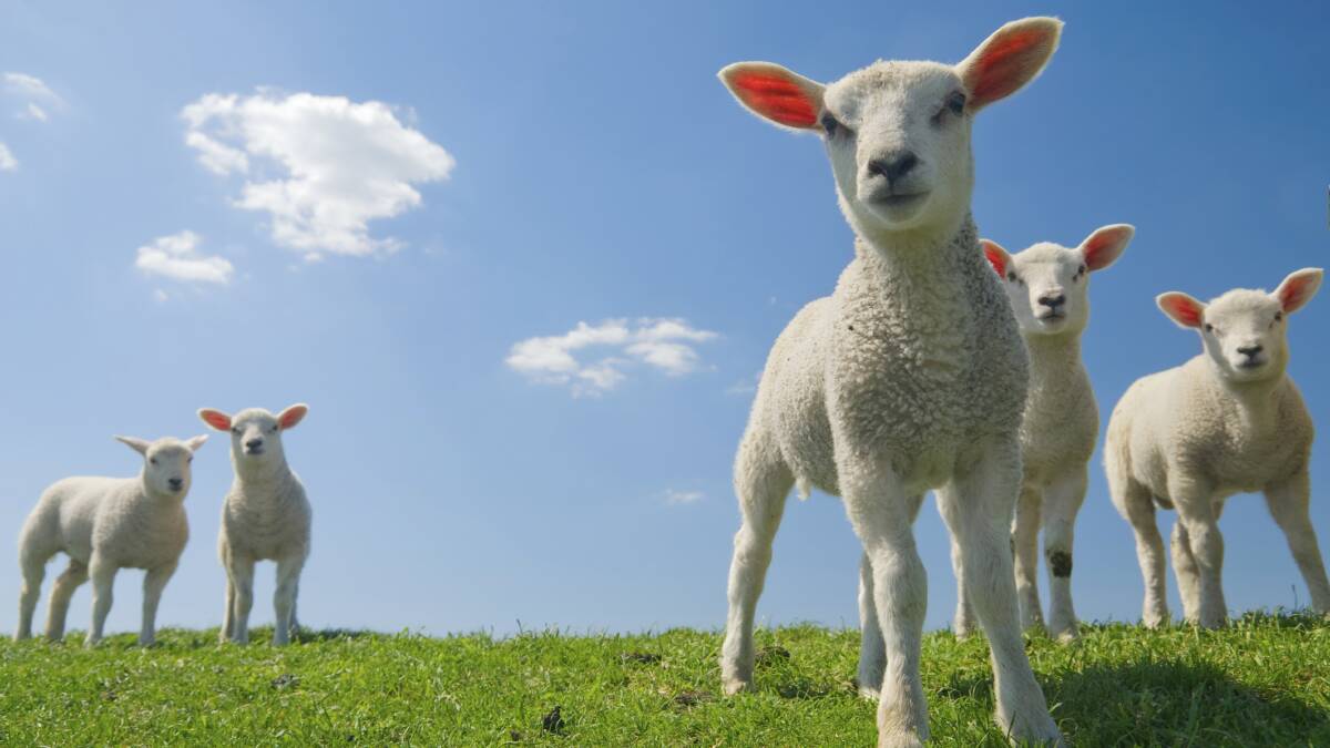 Extra heavy lambs ease by $8 to $10 at Griffith
