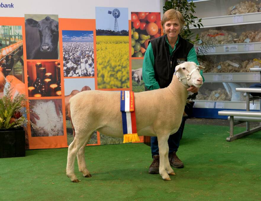 ROYAL RESULTS: Julie Wiesner, Glengarry stud, Walla Walla, exhibited the champion White Suffolk ewe at the  Adelaide Royal Show. Picture: Ian Turner