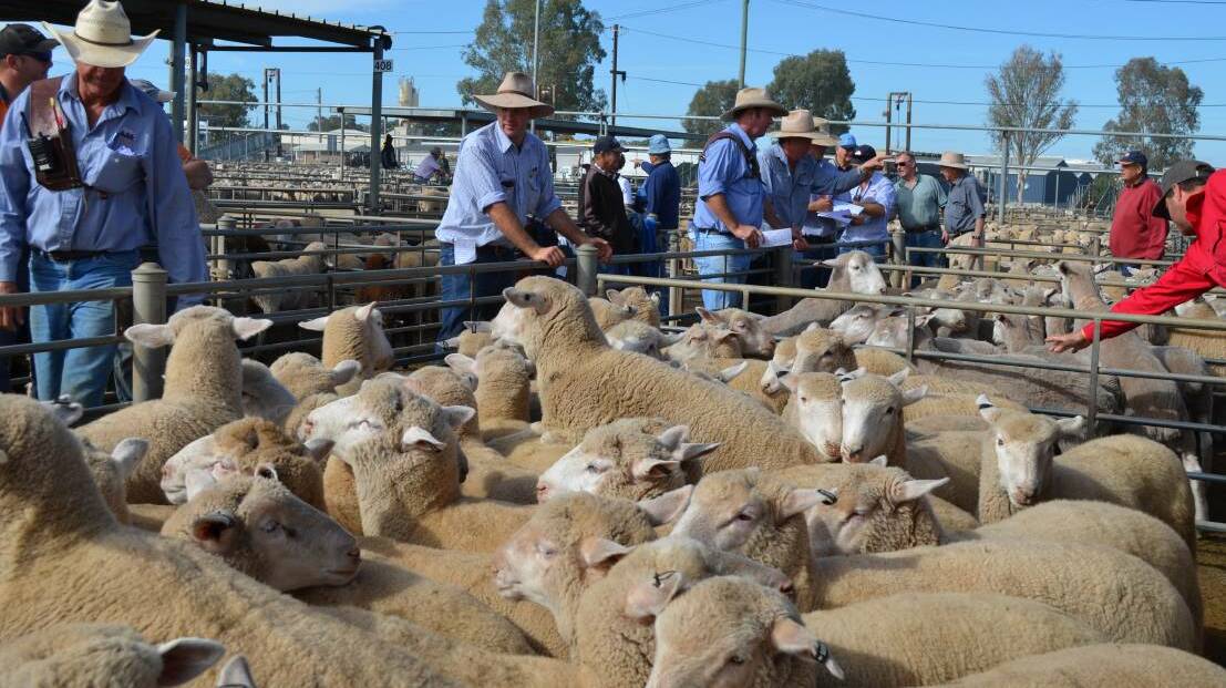 TOP RESULTS: The team from Riverina Livestock Agents (RLA) sell the lambs at Wagga. Picture: Nikki Reynolds 