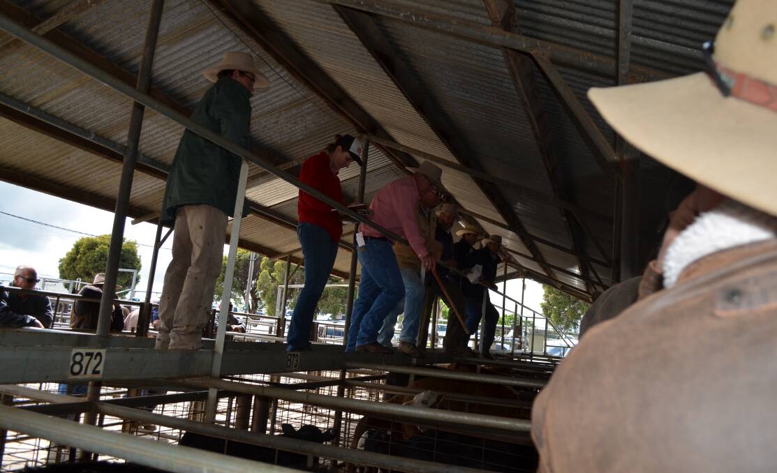 CHANGING HANDS: Buyers are at the rail while livestock agents and auctioneers sell the lots at Wagga cattle sale. 