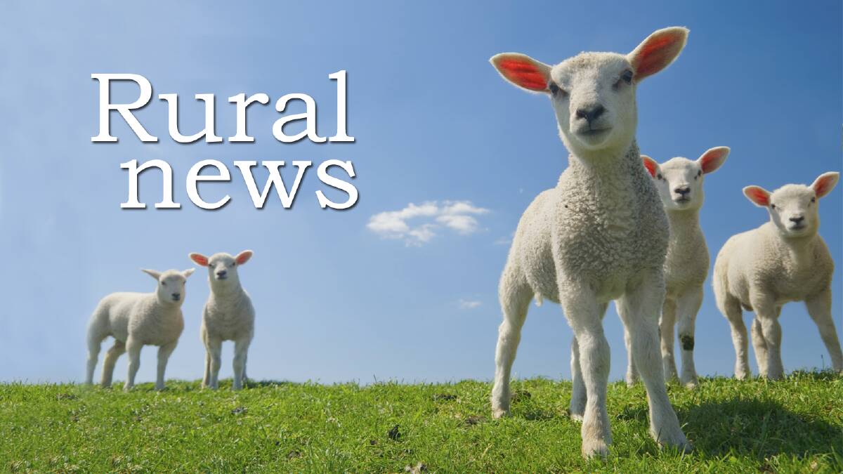 Big numbers of new-season lambs enter Griffith market
